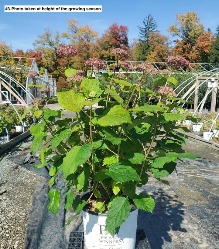 HYDRANGEA ARB. INVINCIBELLE `SPIRIT TWO`
