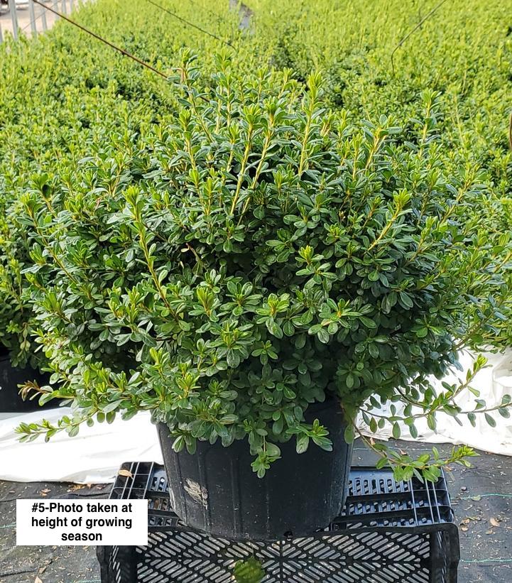 AZALEA `GIRARD`S PLEASANT WHITE`