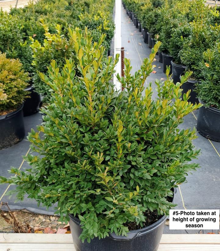 BUXUS MICRO. JAP. `GREEN VELVET`