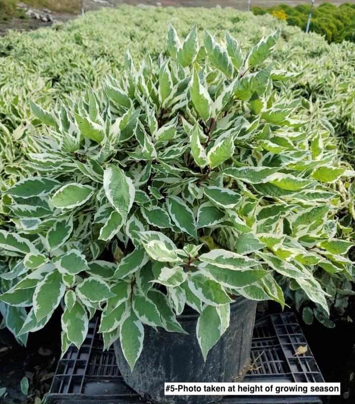 CORNUS ALBA `IVORY HALO`