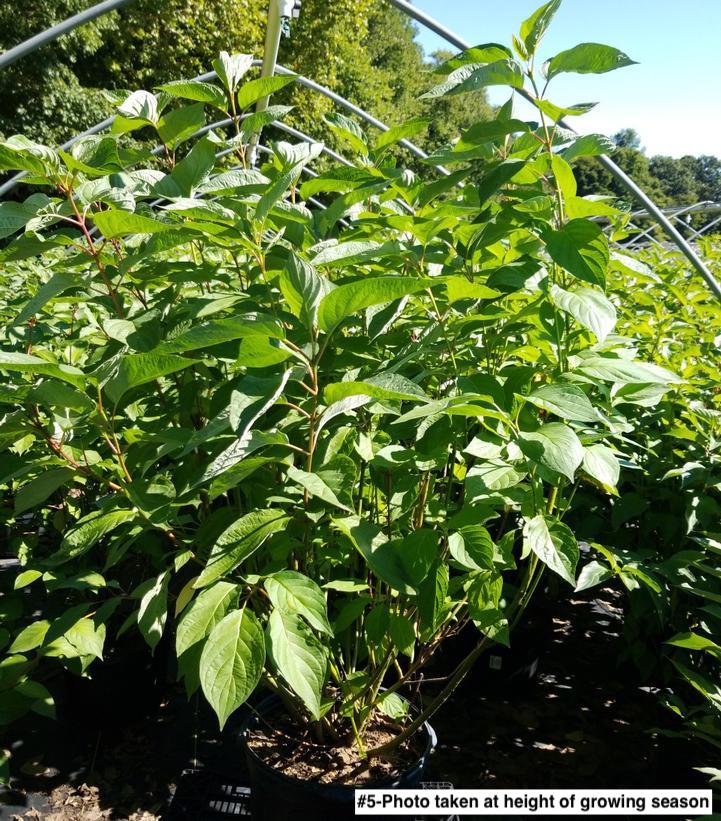 CORNUS SERICEA `BAILEYI`