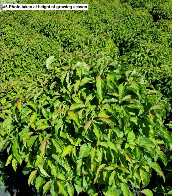 CORNUS SERICEA `KELSEY`