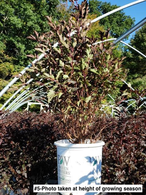 CORNUS STOLONIFERA `ARCTIC FIRE RED`