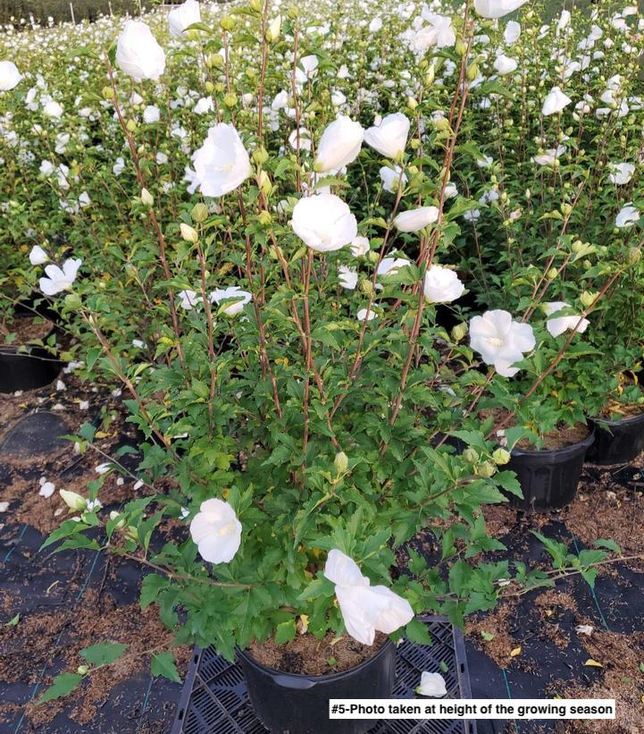 HIBISCUS SYRIACUS `DIANA`