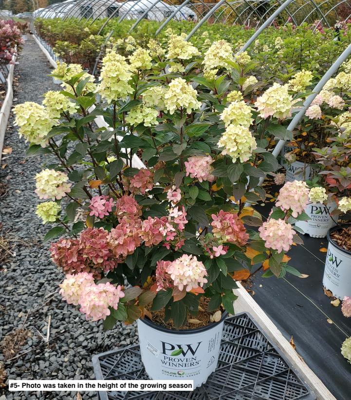 HYDRANGEA PAN. `LIMELIGHT PRIME`