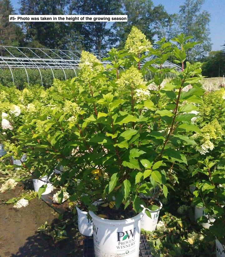 HYDRANGEA PAN. `QUICK FIRE FAB`
