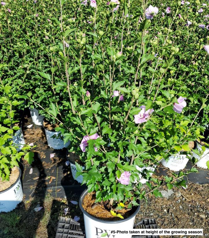 HIBISCUS SYR. `LAVENDER CHIFFON` - TREE