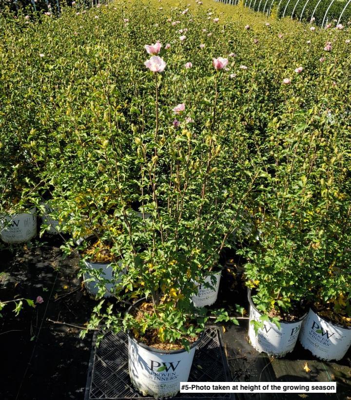 HIBISCUS SYR. `PINK CHIFFON`