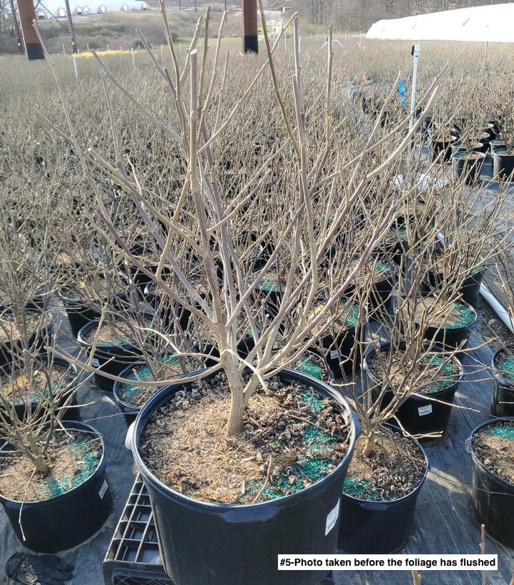 HIBISCUS SYRIACUS `RED HEART`