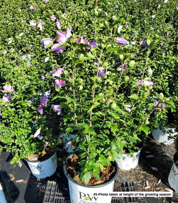 HIBISCUS SYR. `VIOLET SATIN`