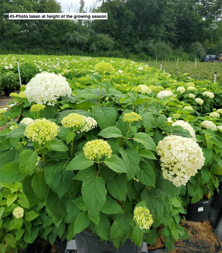 HYDRANGEA ARB. `ANNABELLE`