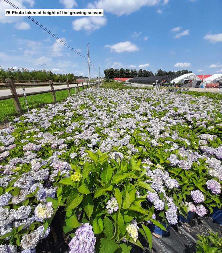 HYDRANGEA M `E.S.BLOOMSTRUCK`