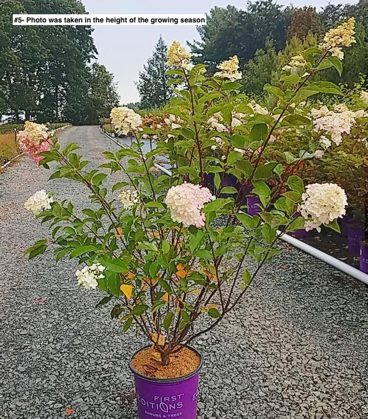 HYDRANGEA PAN. `BERRY WHITE`