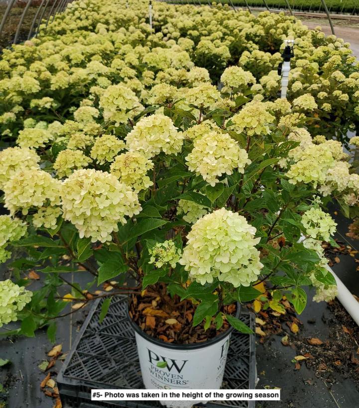 HYDRANGEA PAN. `LITTLE LIME`