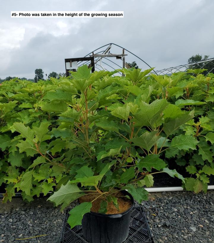 HYDRANGEA QUE. `SNOW QUEEN`