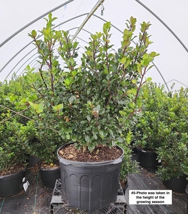 ILEX X MESERVEAE `BERRYIFIC`