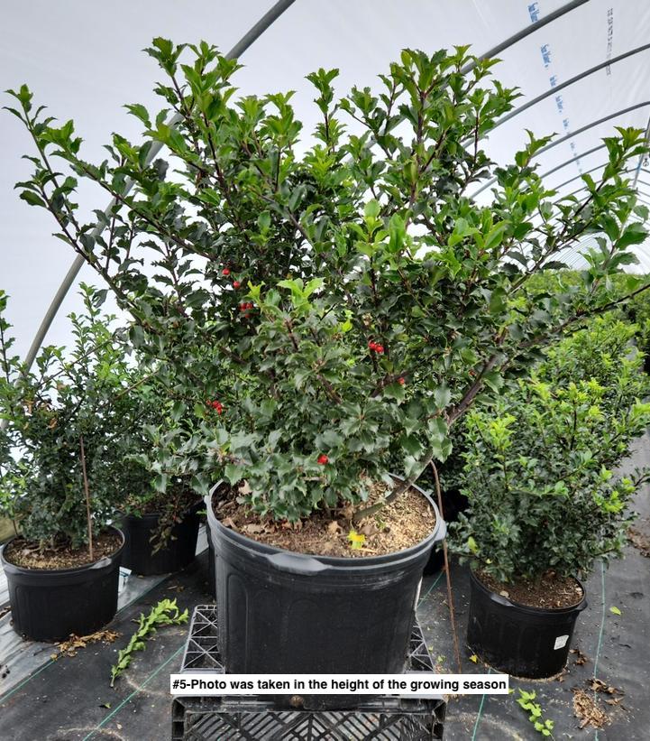 ILEX X MESERVEAE `BLUE PRINCESS`