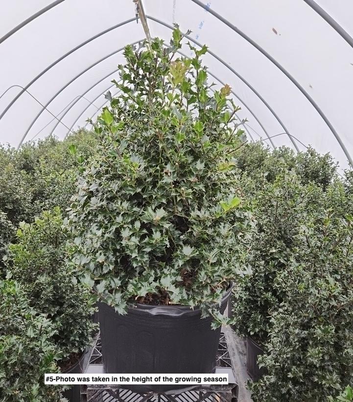 ILEX X RUTZAN `RED BEAUTY`