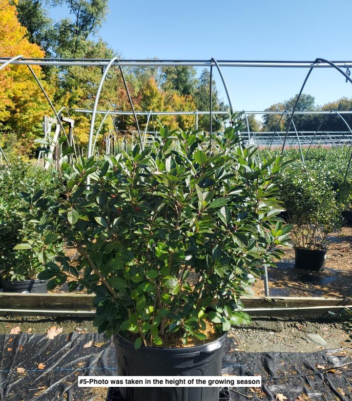 ILEX VERTICILLATA `RED SPRITE`