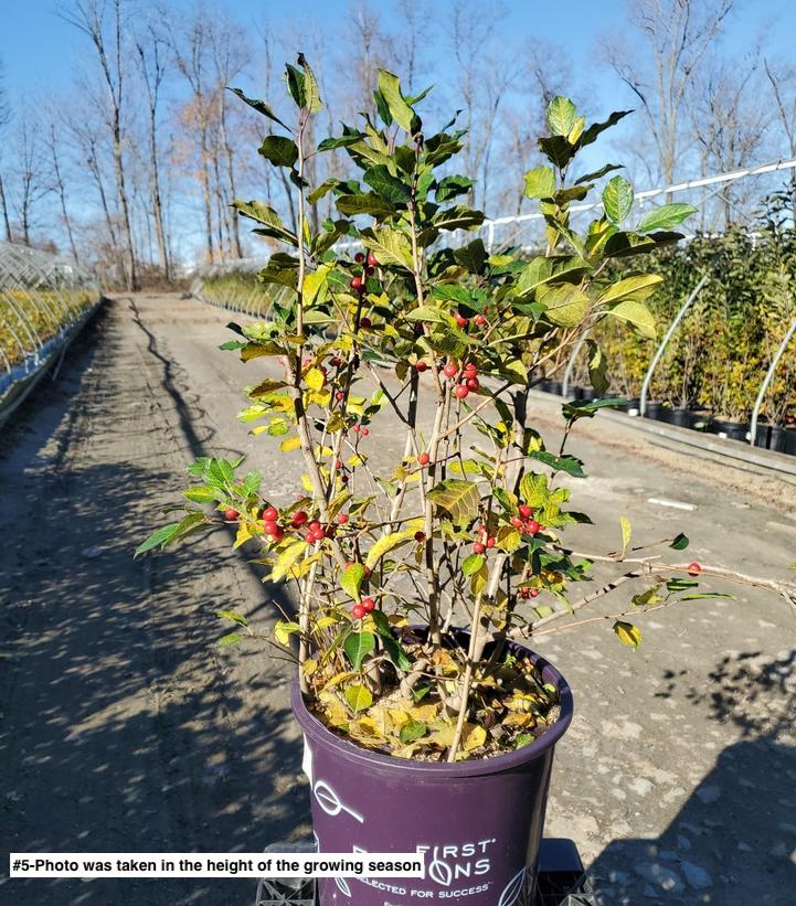 ILEX VERTICILLATA `WILDFIRE`