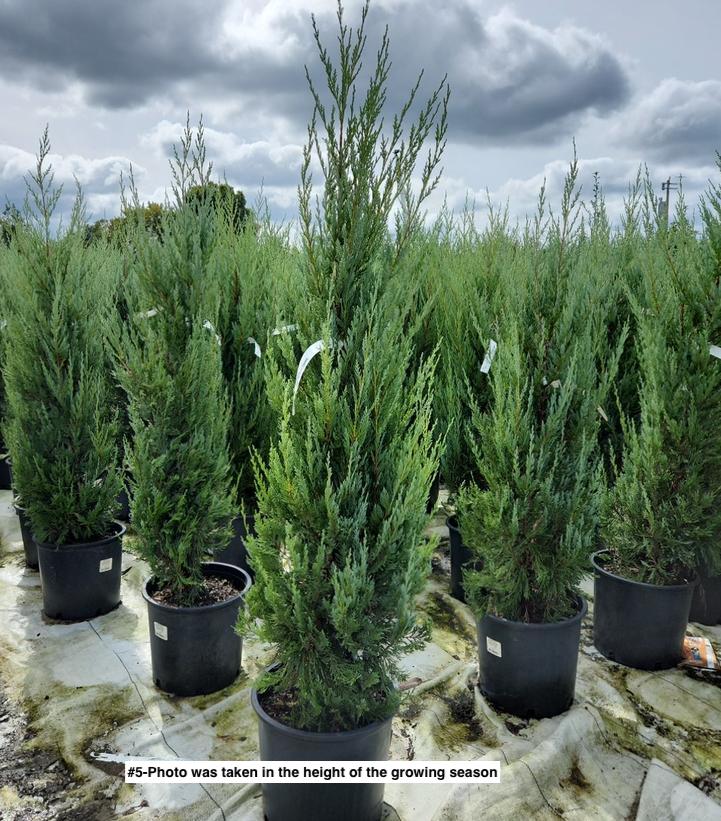 JUNIPERUS SCOPULORUM `MOONGLOW`