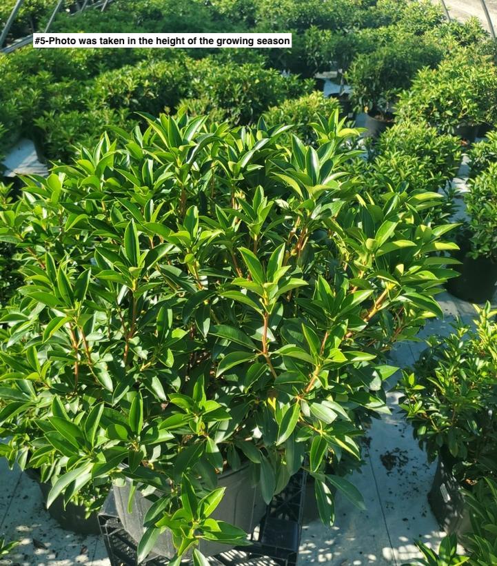 KALMIA LATIFOLIA `CAROUSEL`