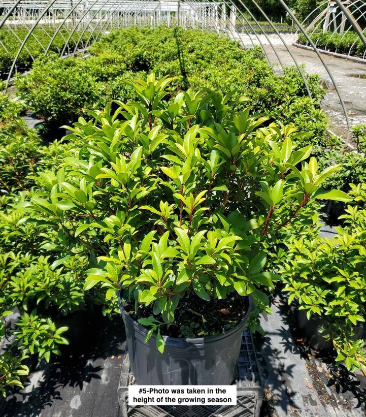 KALMIA LATIFOLIA `RASPBERRY GLOW`