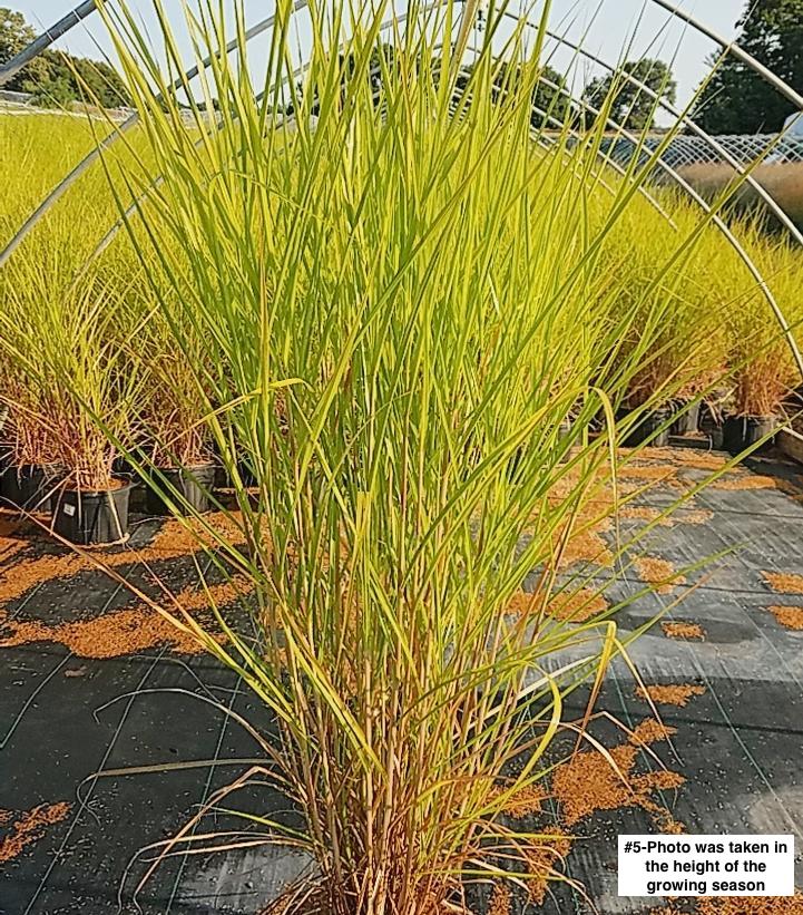 MISCANTHUS FLORIDULUS