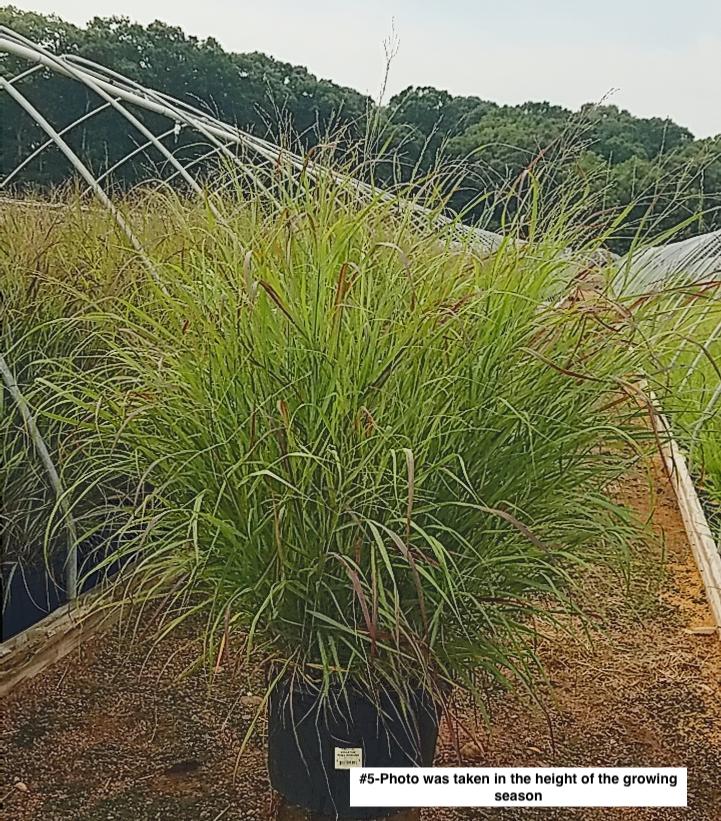 PANICUM VIRGATUM `RUBY RIBBONS`