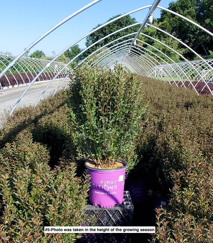 PHYSOCARPUS OP. `LITTLE DEVIL`