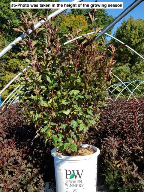 PHYSOCARPUS OP. `SUMMER WINE`