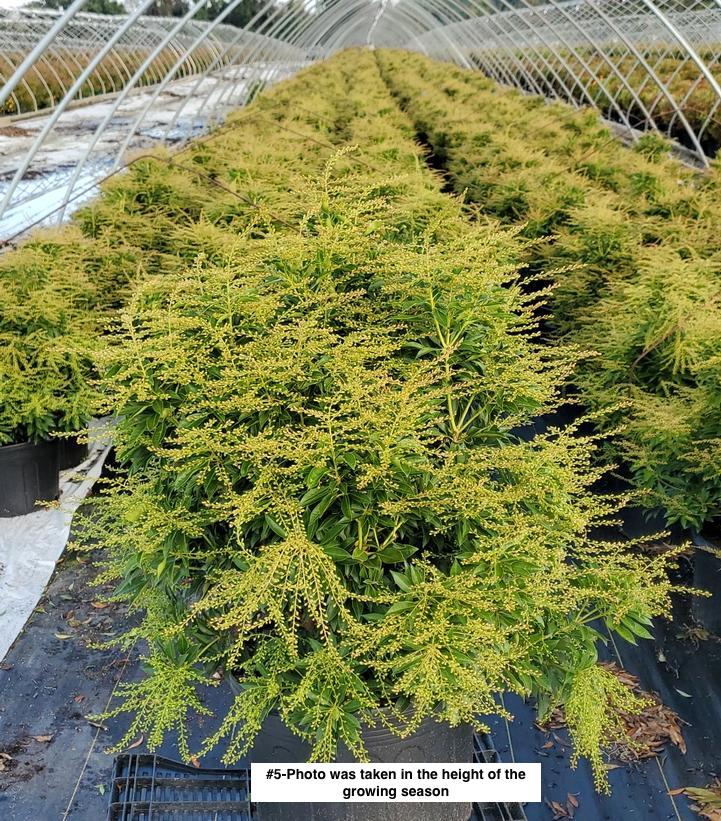 PIERIS JAPONICA `COMPACTA`