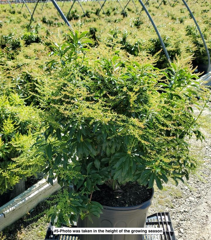 PIERIS JAPONICA `DOROTHY WYCOFF`