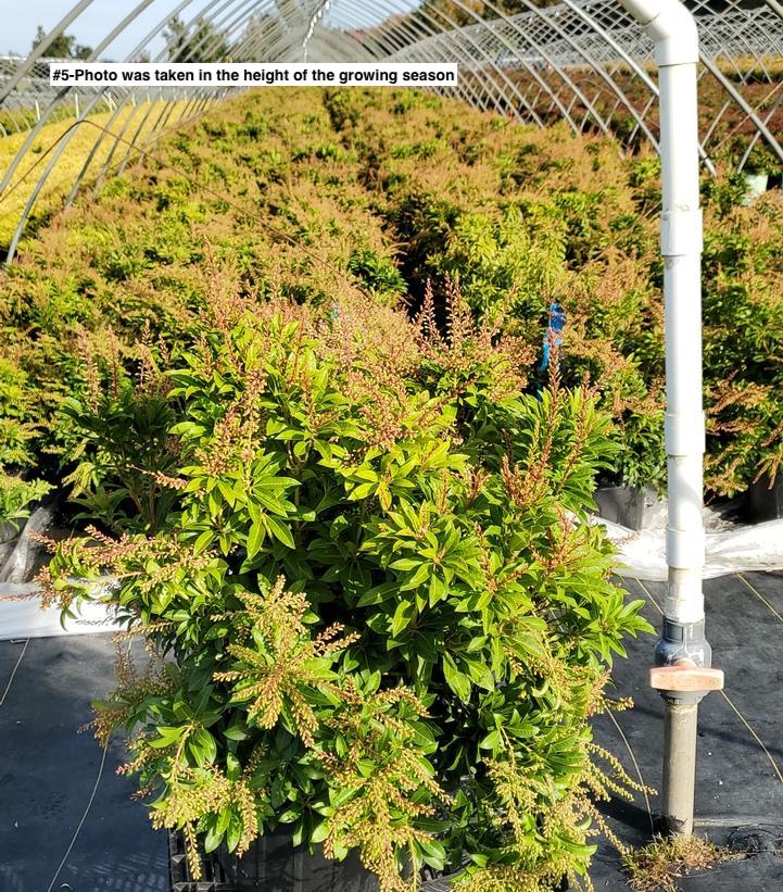 PIERIS JAPONICA `MOUNTAIN FIRE`