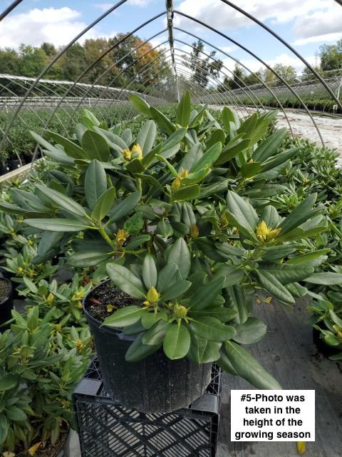 RHODODENDRON `CAPISTRANO`