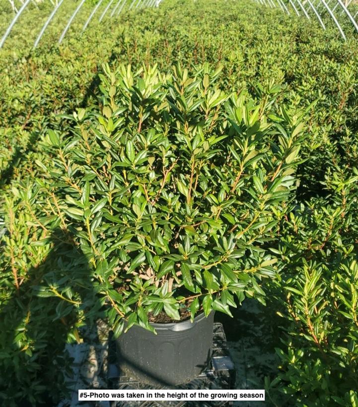 RHODODENDRON X `LANDMARK`