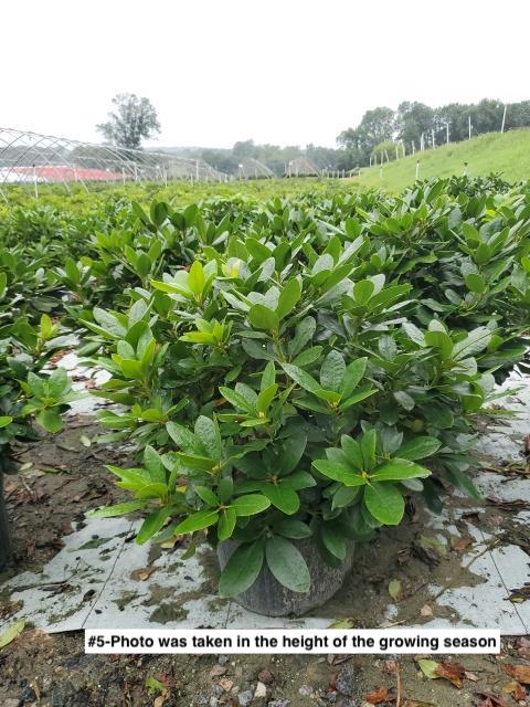 RHODODENDRON `MINNETONKA`