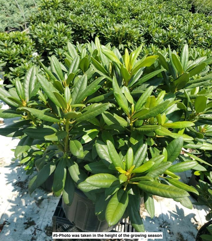 RHODODENDRON `PURPLE PASSION`