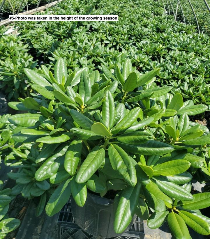 RHODODENDRON `SCINTILLATION`