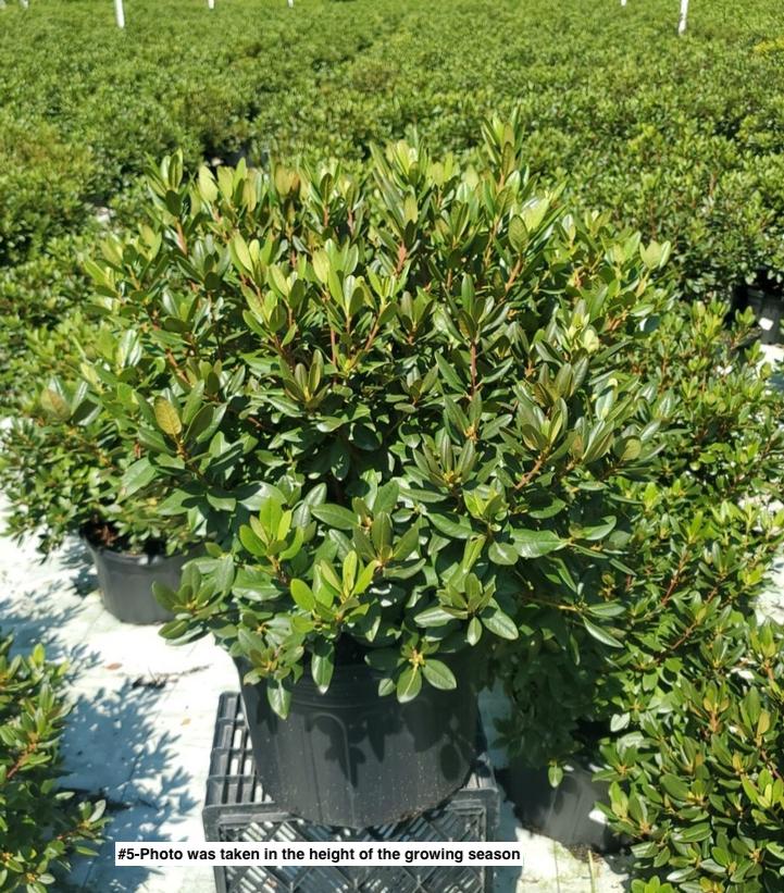 RHODODENDRON X `PJM ELITE`