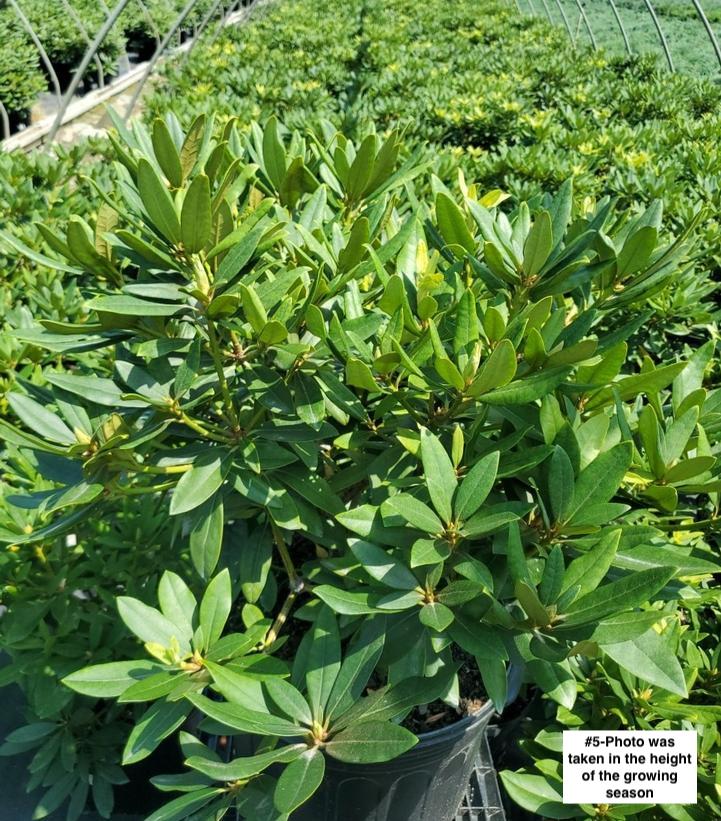 RHODODENDRON C. `CHIONOIDES`