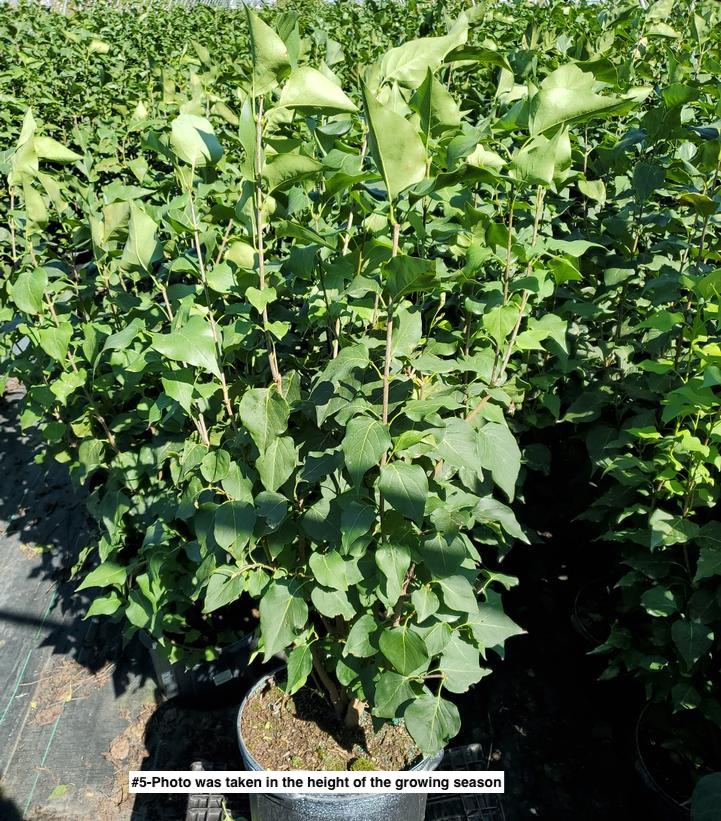 SYRINGA VULGARIS NEW AGE `LAVENDER`