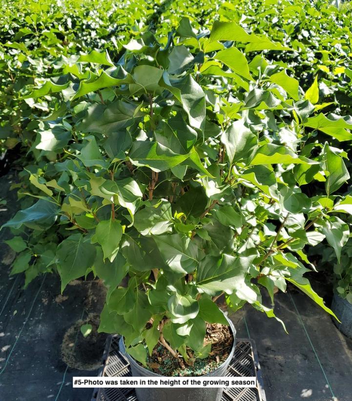 SYRINGA VULGARIS NEW AGE `WHITE`