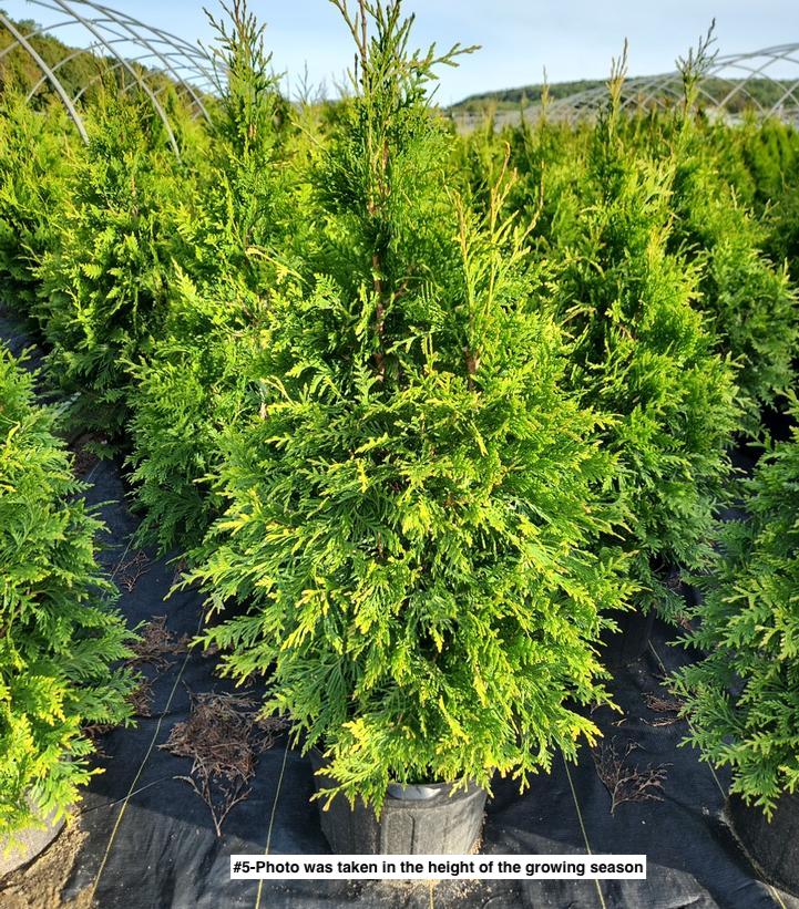 THUJA X `GREEN GIANT`