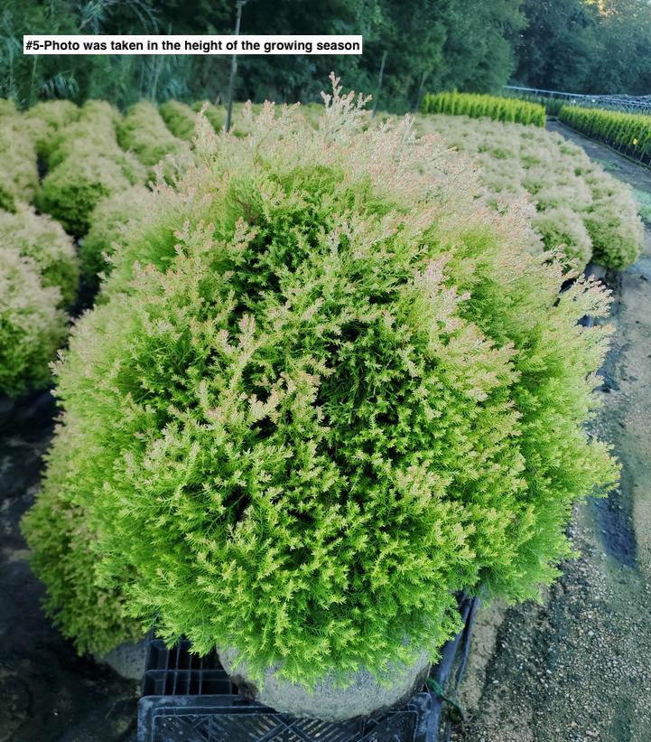 THUJA OCCIDENTALIS `FIRE CHIEF`