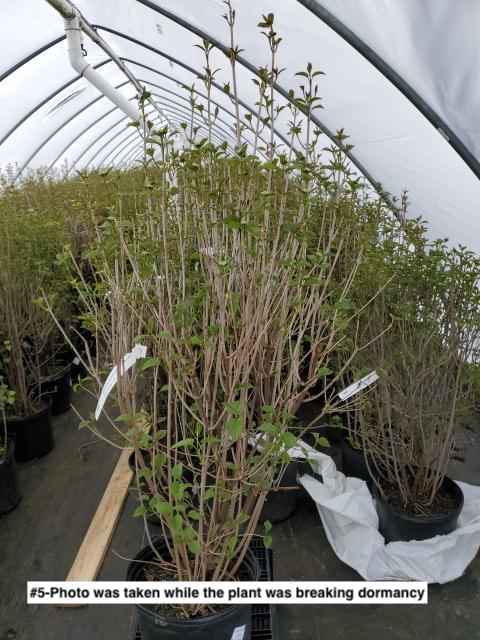 VIBURNUM DENTATUM `AUTUMN JAZZ`