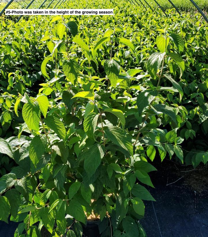 VIBURNUM P. T. `SHASTA`