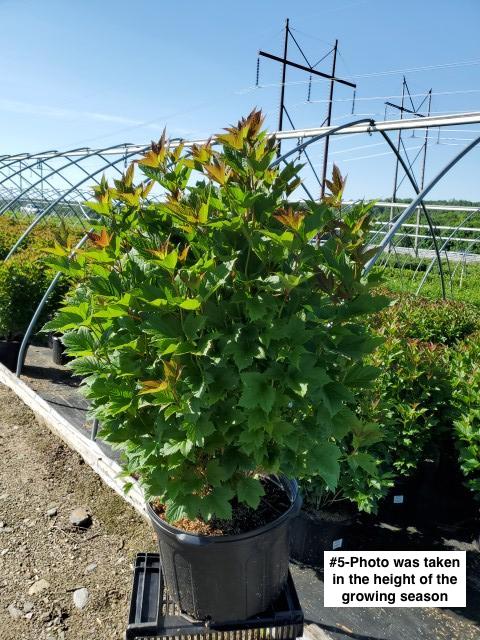 VIBURNUM TRILOBUM `BAILEY`S COMPACTUM`
