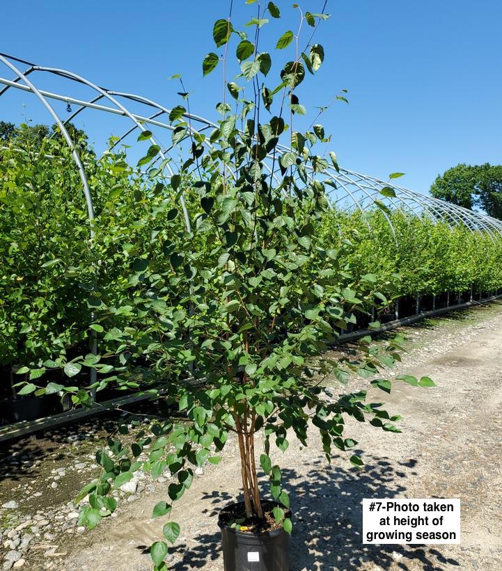 BETULA JACQUEMONTII