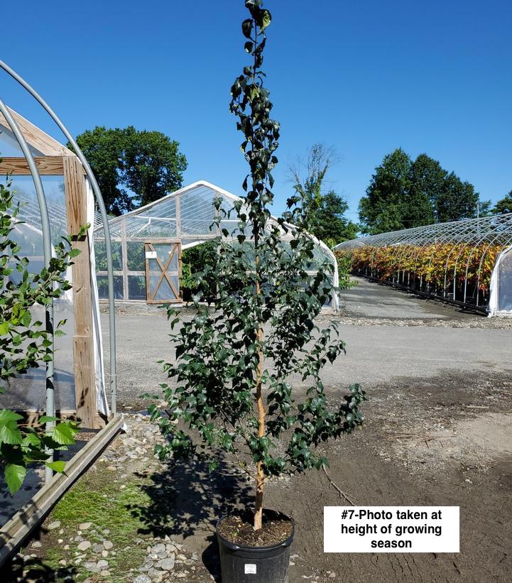 BETULA PLATYPHYLLA `DAKOTA PINNACLE`